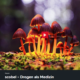 scobel - drogen als medizin 1